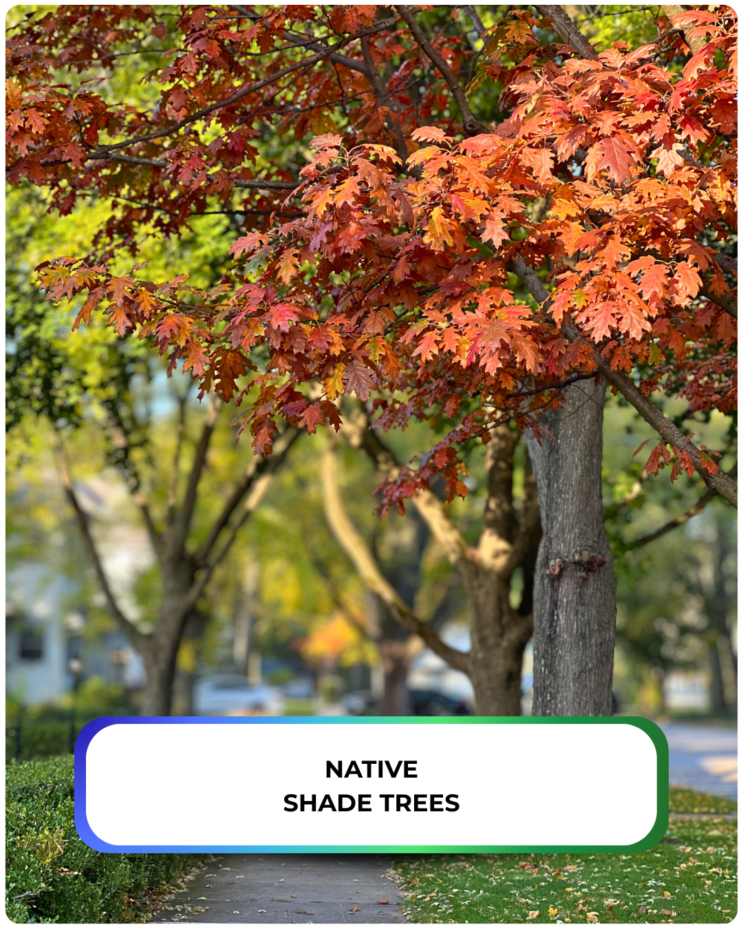 A row of red oak in fall with red fall color line a street in a Chicagoland neighborhood.
